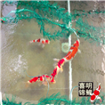 2016年进军日本锦鲤水花——你准备好了吗？ 