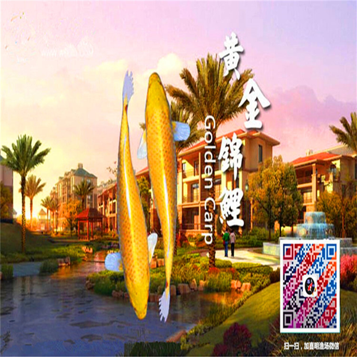 黄金锦鲤和红色锦鲤花鸟市场要多少钱