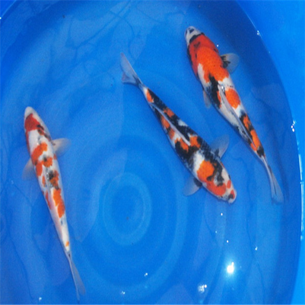 上海昭和锦鲤按斤批发 