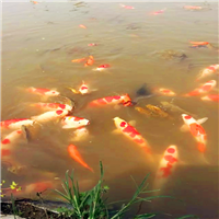 【买河南锦鲤水花鱼苗】渔场直售、保质保量 