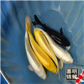 高档黄金锦鲤批发 