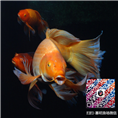 优质龙凤锦鲤批发/采购