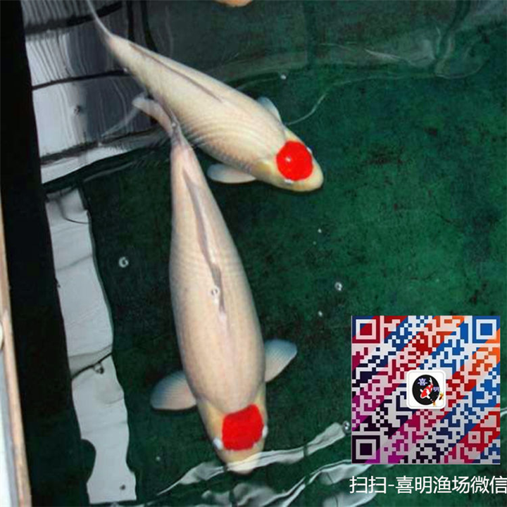 出售纯种丹顶锦鲤,价格优惠|丹顶锦鲤 