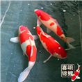 锦鲤亲鱼 观赏鱼亲鱼批发 