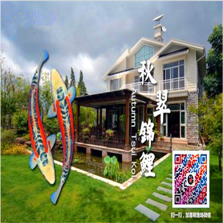 秋翠锦鲤/秋翠锦鲤批发/秋翠锦鲤价格
