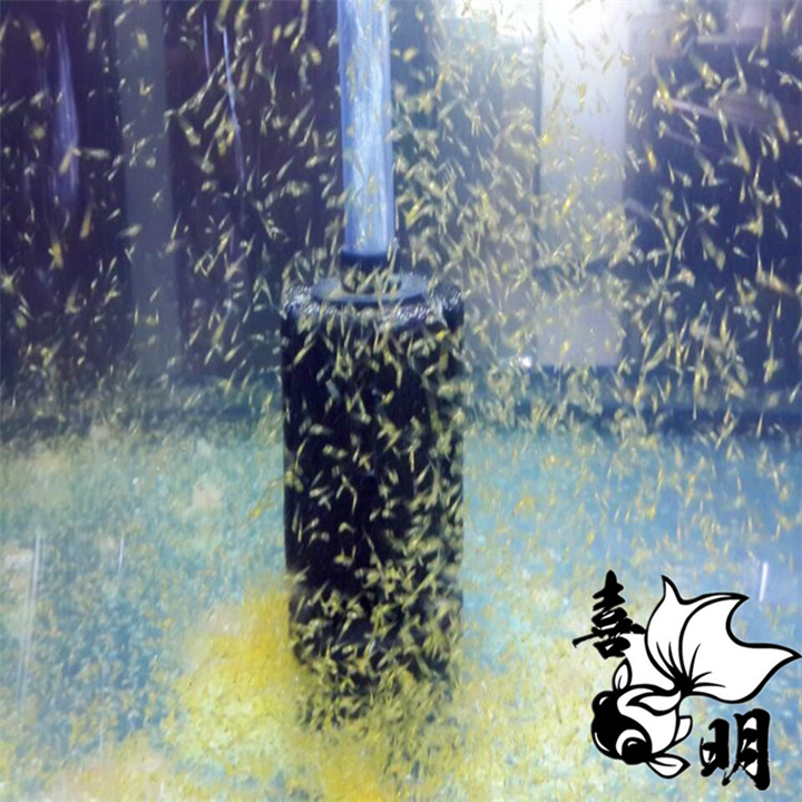 2020年兰寿金鱼水花苗种预定中 