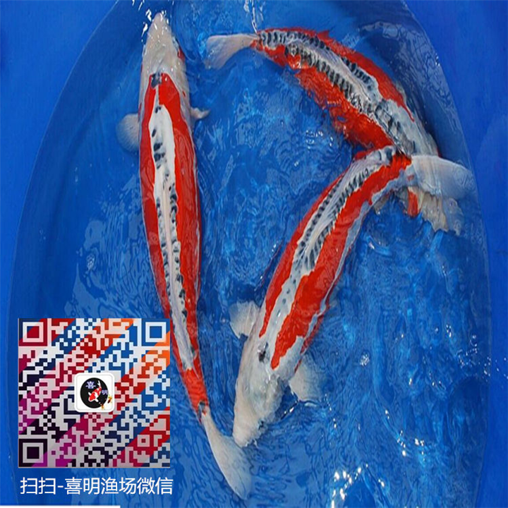 昭和 秋翠 孔雀锦鲤供应
