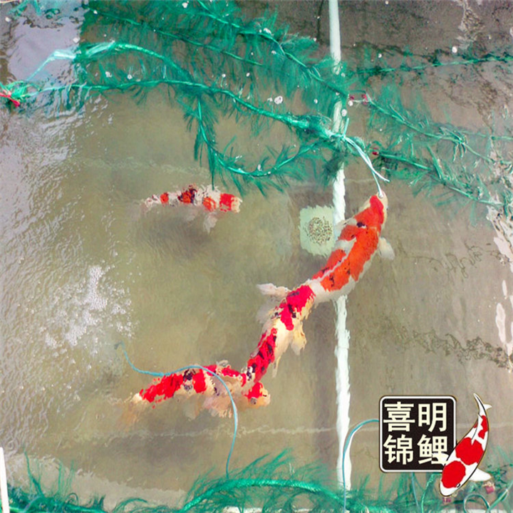2016年进军日本锦鲤水花——你准备好了吗？ 