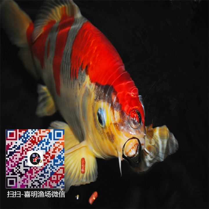 锦鲤批发/红鲫鱼批发