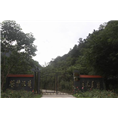 湖北娃娃鱼 湖北娃娃鱼批发