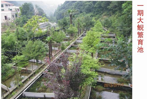 湖北娃娃鱼 娃娃鱼养殖