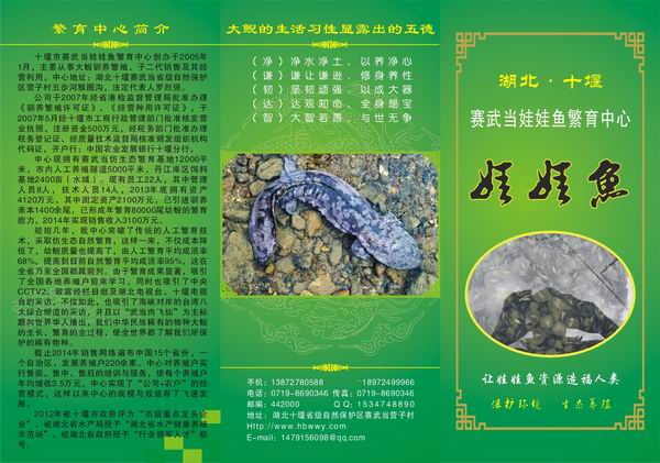 湖北大鲵养殖 湖北娃娃鱼批发