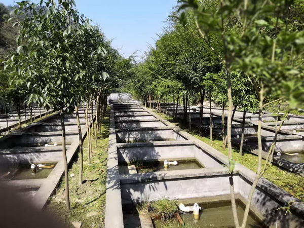 湖北娃娃鱼批 娃娃鱼养殖