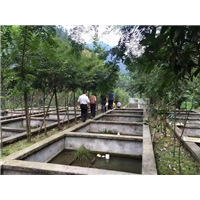 湖北娃娃鱼批发 湖北娃娃鱼 