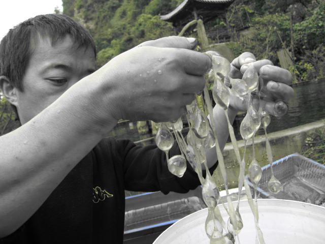 鱼卵繁育中心 湖北娃娃鱼销售