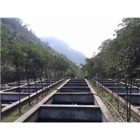 湖北娃娃鱼批发 湖北娃娃鱼供应
