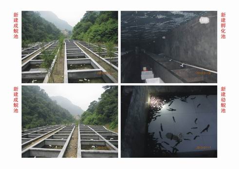 湖北娃娃鱼 供应湖北娃娃鱼