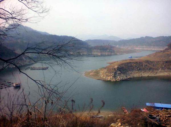 湖北娃娃鱼批发 湖北娃娃鱼价格