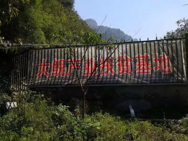 湖北娃娃鱼批发|娃娃鱼 
