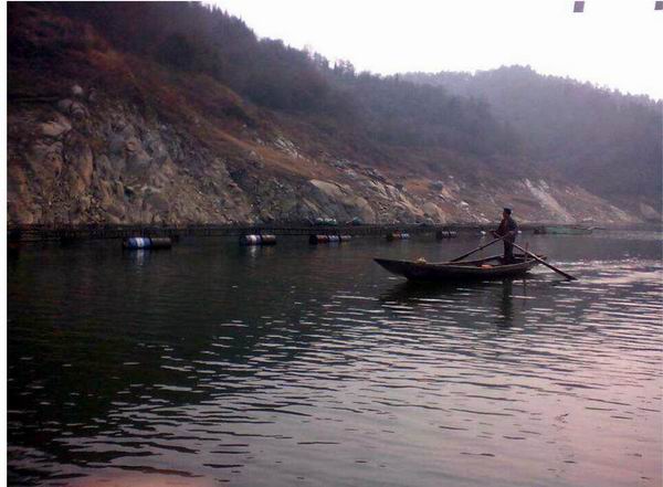 湖北娃娃鱼批发 湖北娃娃鱼价格