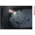 湖北娃娃鱼-湖北娃娃鱼批发