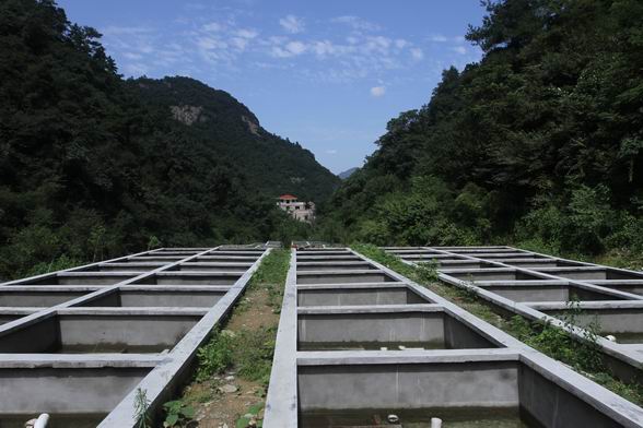 湖北娃娃鱼 湖北娃娃鱼价格