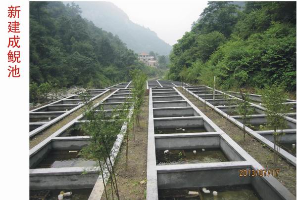 湖北娃娃鱼 湖北娃娃鱼批发
