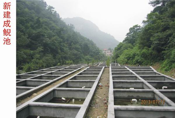 湖北娃娃鱼 湖北娃娃鱼批发