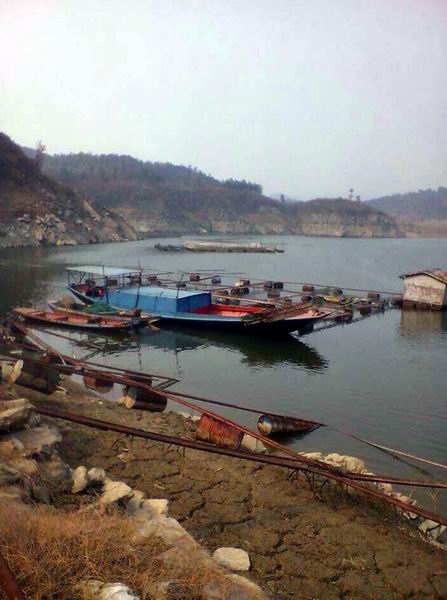 湖北娃娃鱼批发 湖北娃娃鱼价格