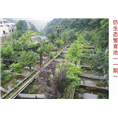 湖北娃娃鱼  湖北娃娃鱼批发