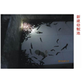 湖北娃娃鱼 湖北娃娃鱼养殖