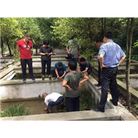 湖北娃娃鱼批发 湖北娃娃鱼 