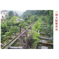 湖北娃娃鱼 湖北娃娃鱼养殖