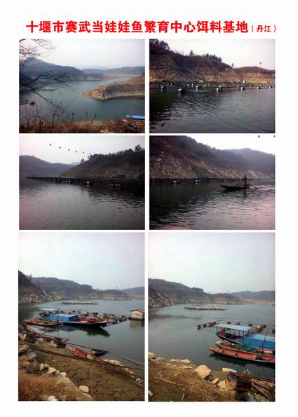 丹江饵料基地 湖北娃娃鱼销售