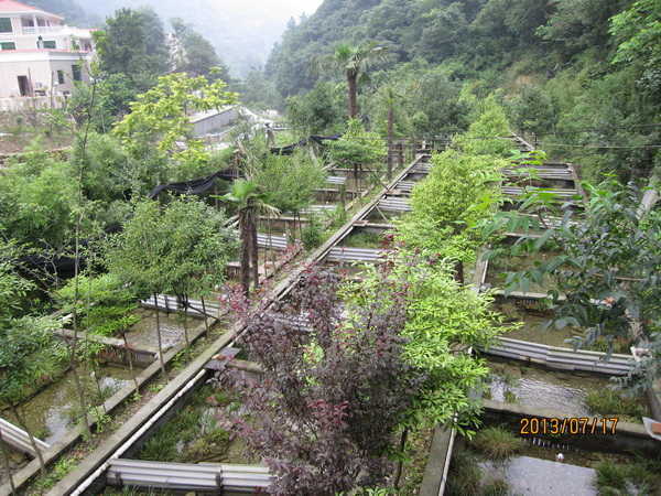 湖北娃娃鱼 湖北娃娃鱼养殖
