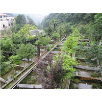 湖北娃娃鱼 湖北娃娃鱼养殖