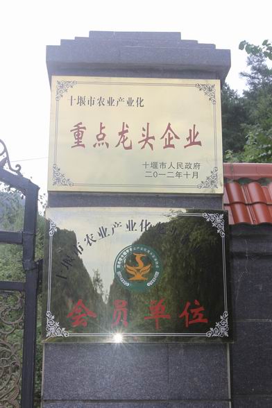 湖北娃娃鱼 娃娃鱼养殖
