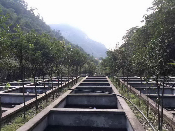 湖北娃娃鱼批发 湖北娃娃鱼供应