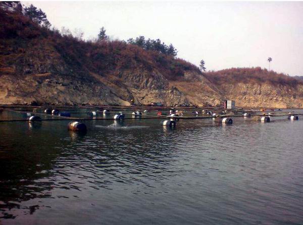 湖北娃娃鱼批发 湖北娃娃鱼价格