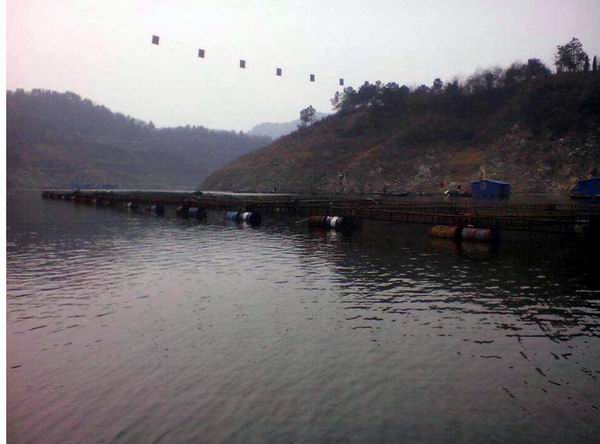 湖北娃娃鱼批发 湖北娃娃鱼价格