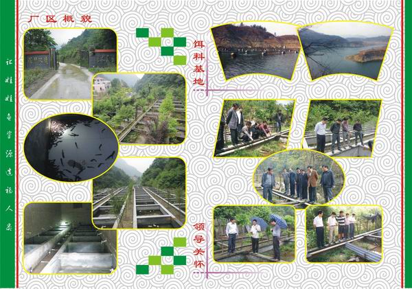 湖北娃娃鱼 湖北娃娃鱼批发