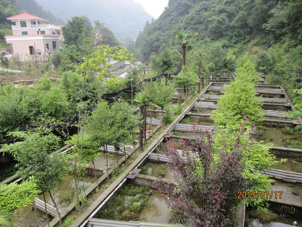 湖北娃娃鱼 娃娃鱼繁育中心