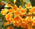 咸宁桂花基地-金桂 
