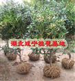 咸宁桂花基地-起苗 