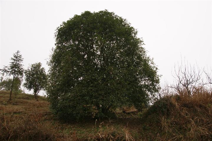 咸宁桂花基地-桂花13