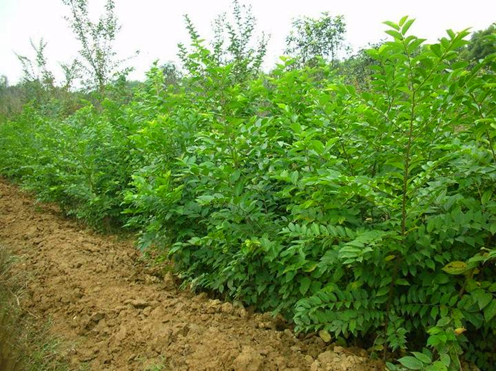 朴树小苗出售|江苏哪里有朴树苗|江苏朴树苗价格