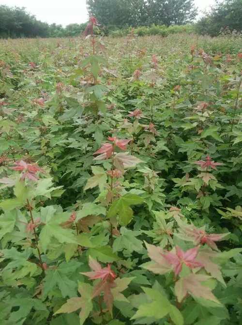 供应三角枫小苗、江苏三角枫小苗种植基地 