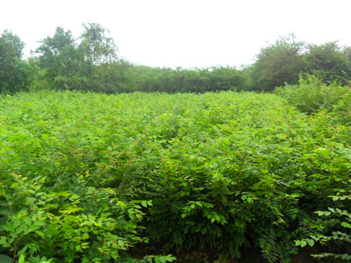 榉树\江苏榉树苗\一年生榉树苗供应-金坛市青村苗圃 