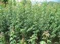 鸡爪槭小苗大量预定中\江苏鸡爪槭小苗价格-青村苗圃 