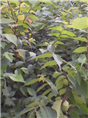 江苏榉树苗|江苏榉树苗销售|一年生榉树苗供应商 